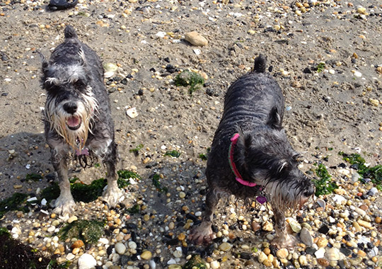 Manasquan Dog Beach Big Biscuit