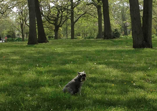 Local Dog Parks in the Area